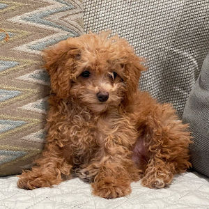 Meet your Posher, Game